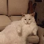 SOFAC图标